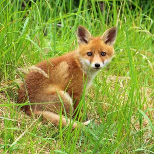 Fox puppy fuchsbau curious photo
