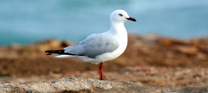 white bid on brown sand