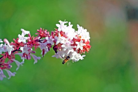 Pollen, Flower, Macro