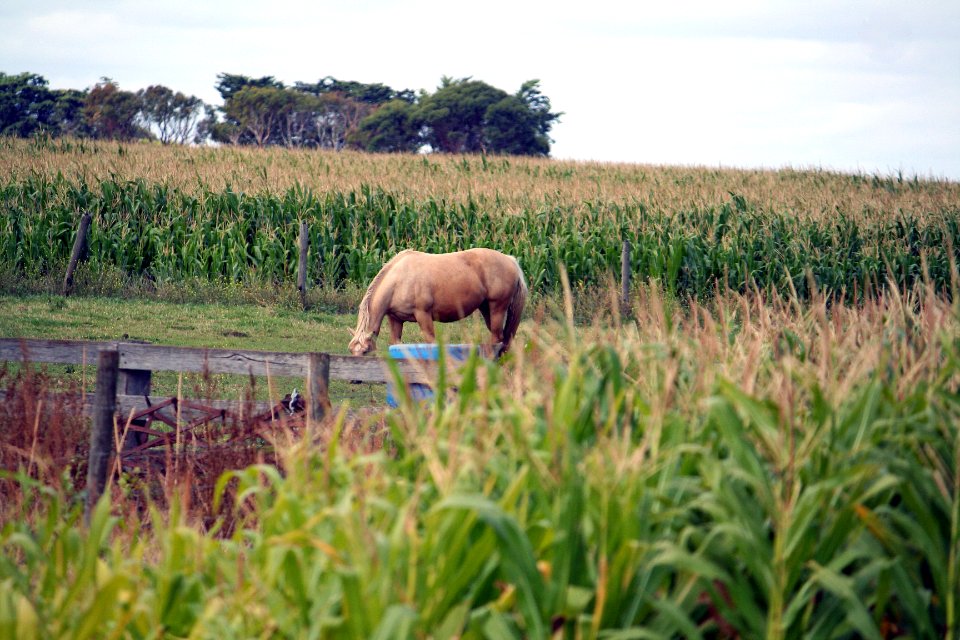 Koroitwoolsthorpe road, Woolsthorpe, Australia