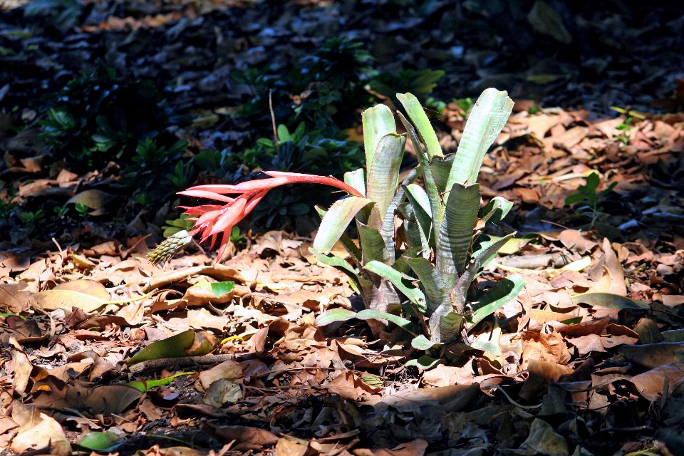 Warrnambool, Botanical gardens, Australia