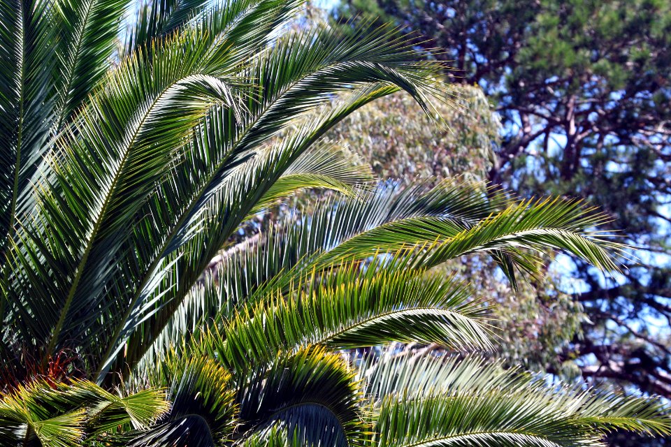 Botanic gardens, Warrnambool, Australia