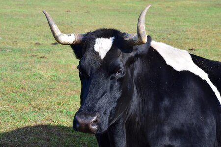 Cattle animal mammal photo