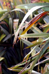 Warrnambool, Australia, Green
