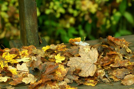 Fall leaves leaves fall color photo