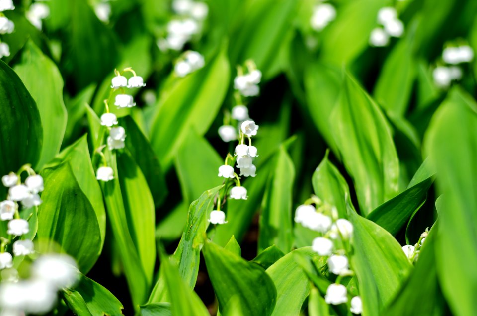 Spring, Summer, Lily