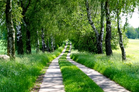 Birch, Path, Trees