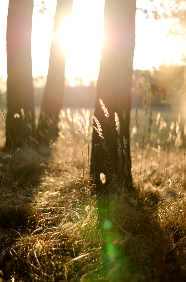 white plant overlooking sun during daytime photo