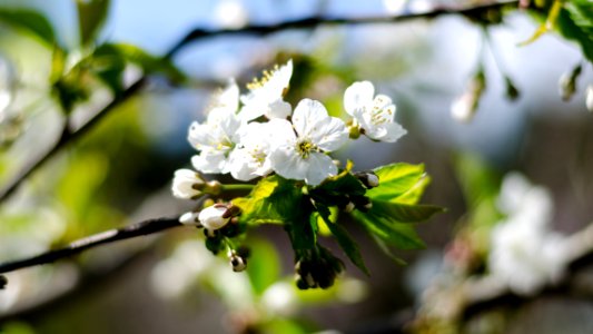 Summer, Flower, Sunny