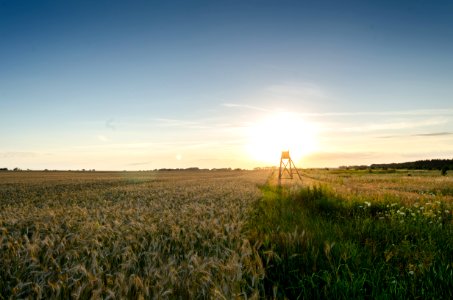 landscape photography of plant field