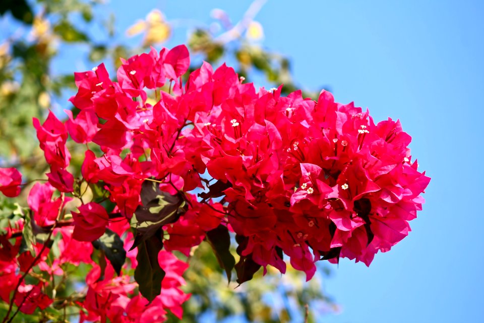 India, Pollachi, Pink