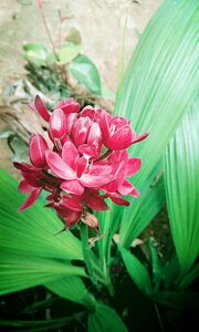 Darkness flowers green