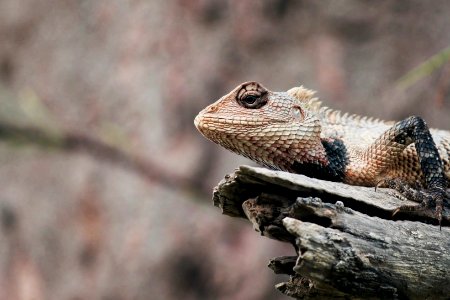 shallow focus photography of bearded dragon on tree branch photo