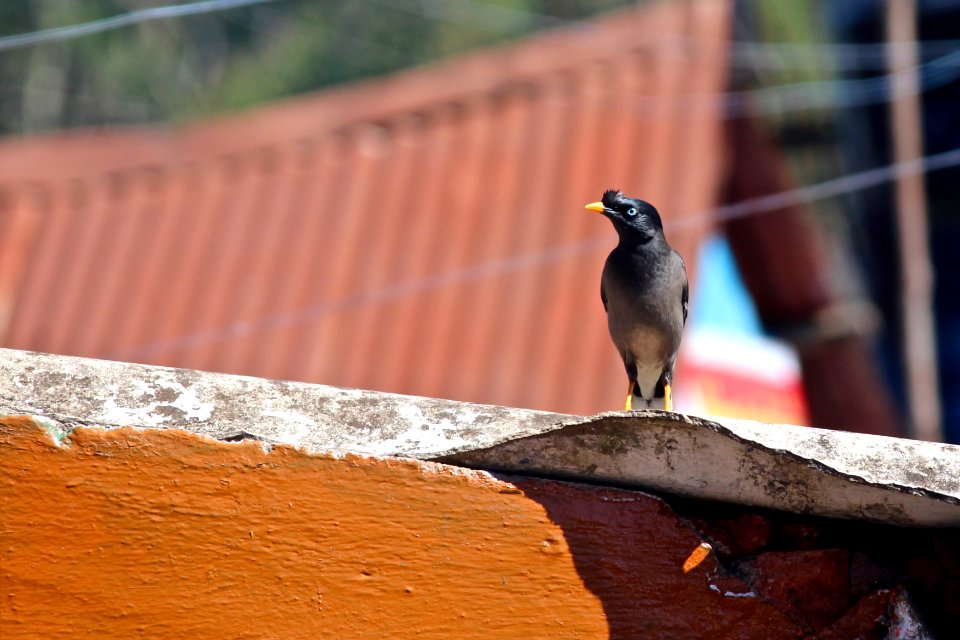 India, Ooty, Travelling cuckoo photo