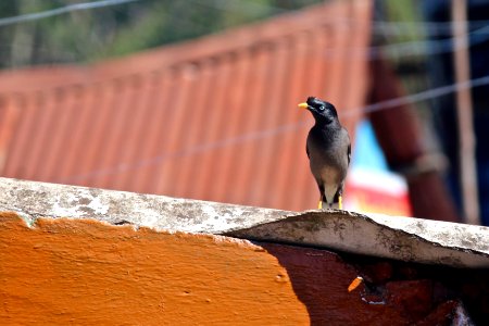 India, Ooty, Travelling cuckoo