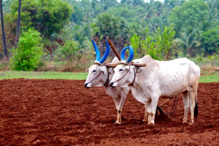 India, Pollachi, Agriculture photo