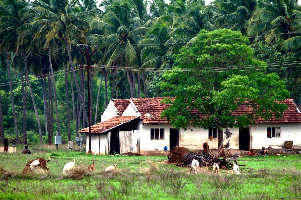 Pollachi, India, Grassy l