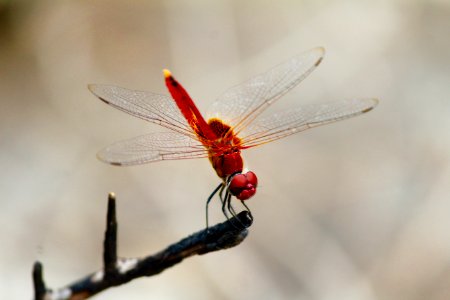 red dragonfly pollinating on tree branch photo
