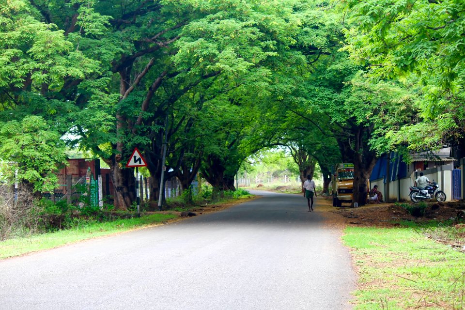 Pollachi, India, Greenery