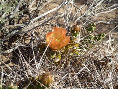 Patagonia argentina plant photo