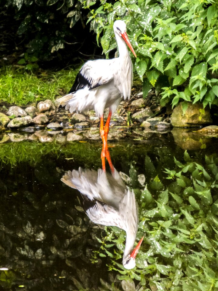 Bird nature animal