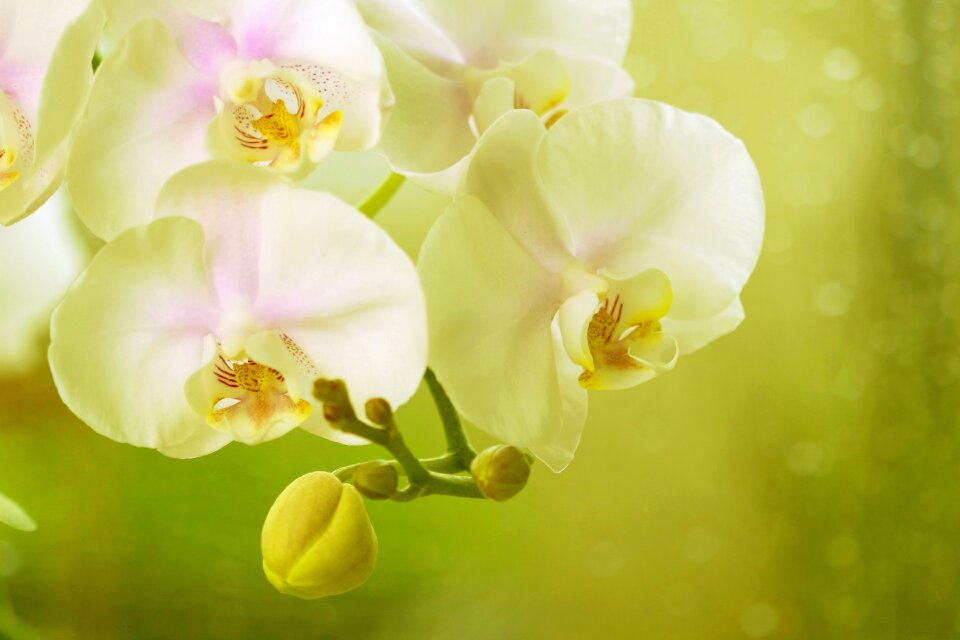 Tropical tropical flower exotics