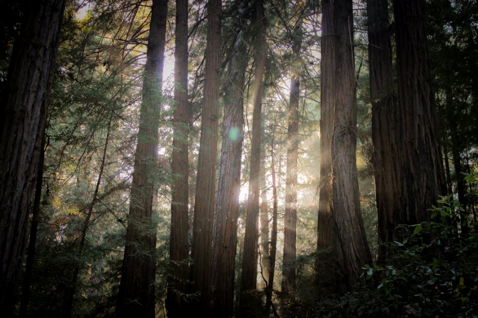 Nature, Redwoods, Trees