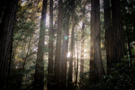 Nature, Redwoods, Trees photo