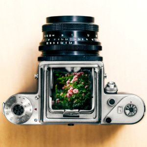 gray and black DSLR camera showing pink petaled flowers