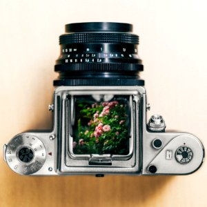 gray and black DSLR camera showing pink petaled flowers photo