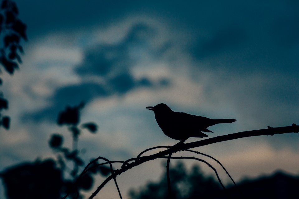silhouette of bird perched on tree