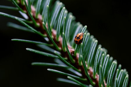 Green, Macro, Pine photo