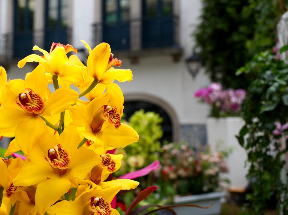 Macau, Travel, Flowers