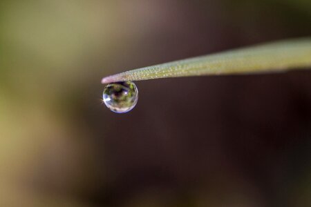 Macro dew clear photo