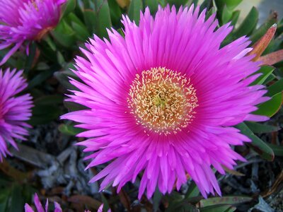 Spring succulent sun