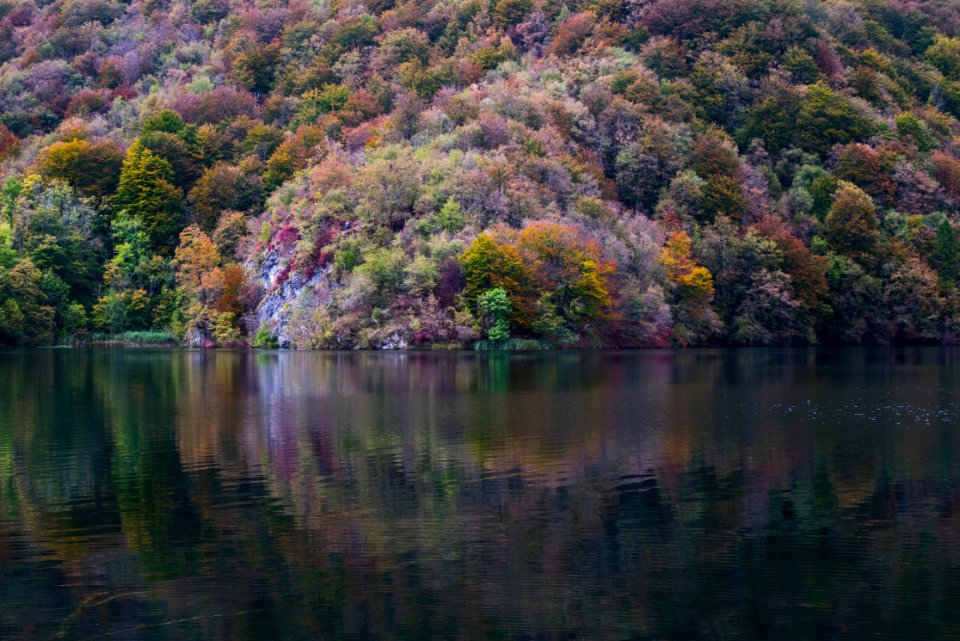 green trees near body of water photo