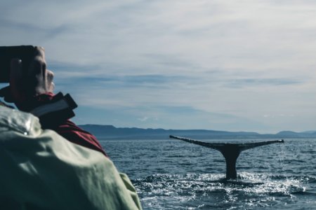 photo of black whale in ocean during daytime photo