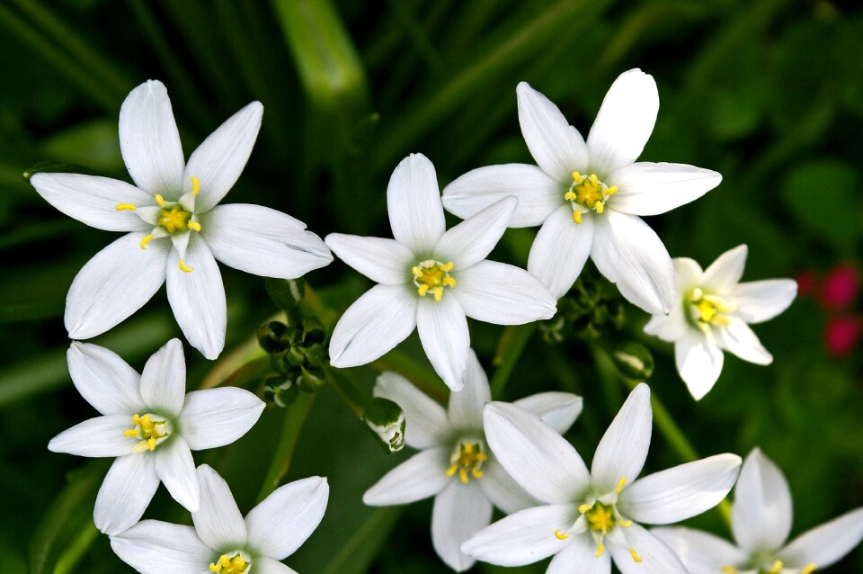 Nature garden white