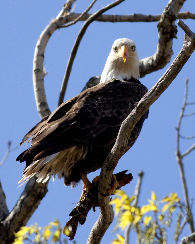 Nature animal freedom