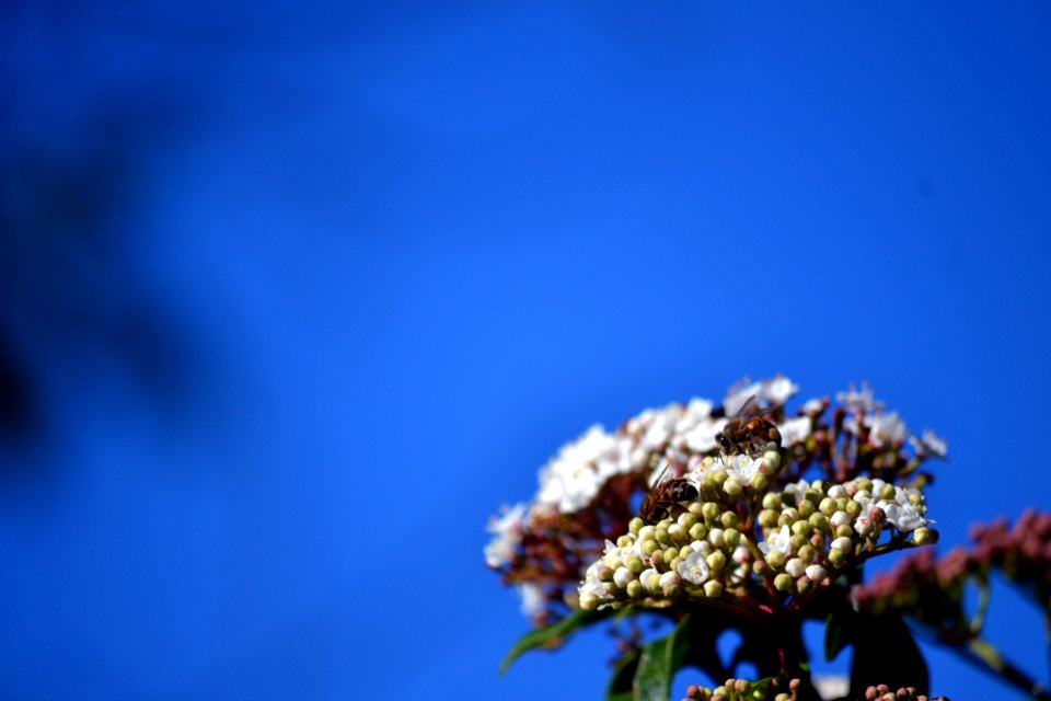 Green point park, Honey bee, Honey