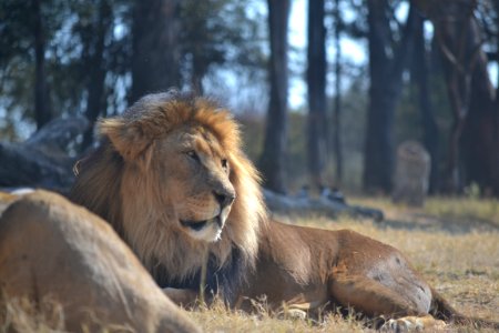 Nature, South africa, Kruger national park photo