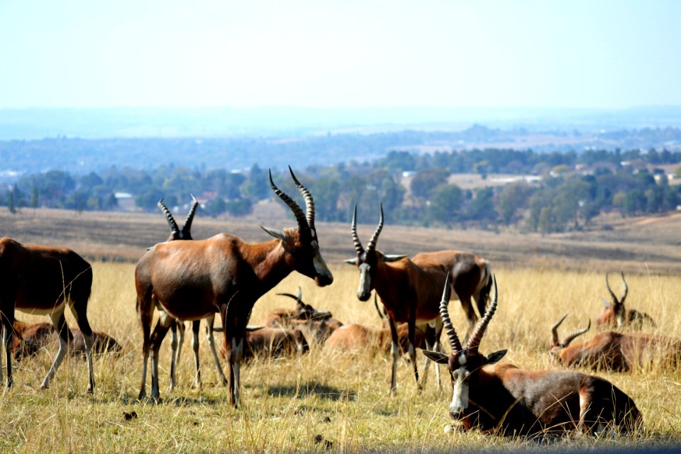 South africa, The lion, Safari park