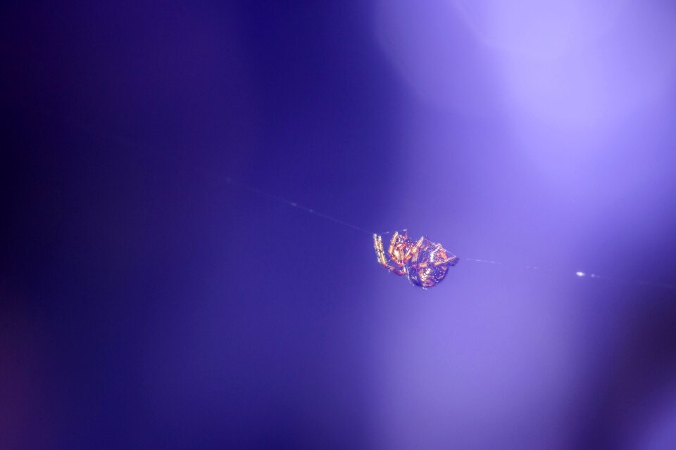 Close up arachnids insect