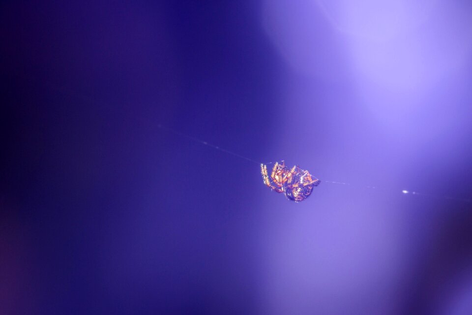 Close up arachnids insect photo