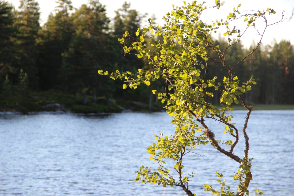Norway birch betula