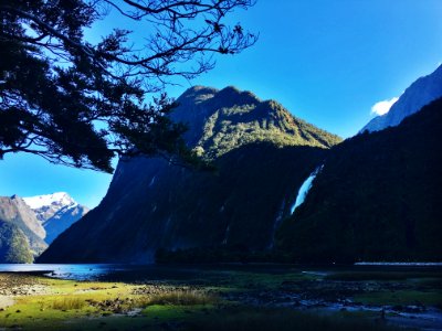 Milford sound, New zeal, Wood photo