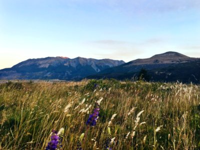 Arthur s pass, New zeal, Flowers photo