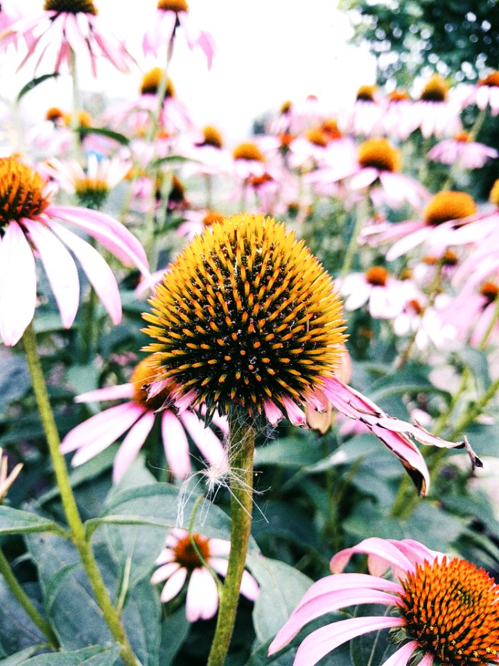 Tolyatti, Russia, Macro photo