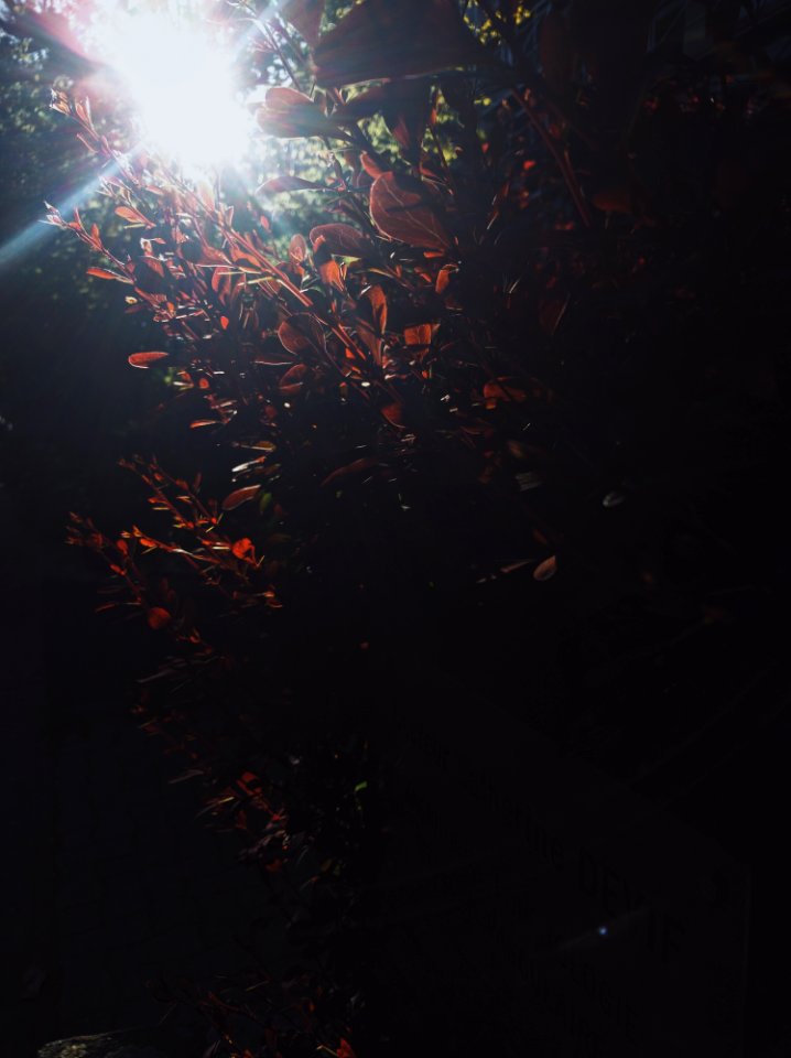 Clermontferr, France, Tree