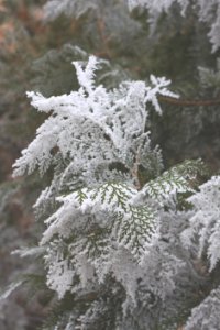 pine tree covered with snow photo